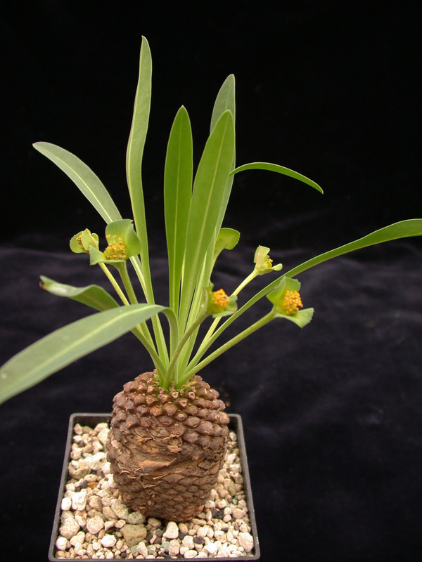 euphorbia bupleurifolia 01