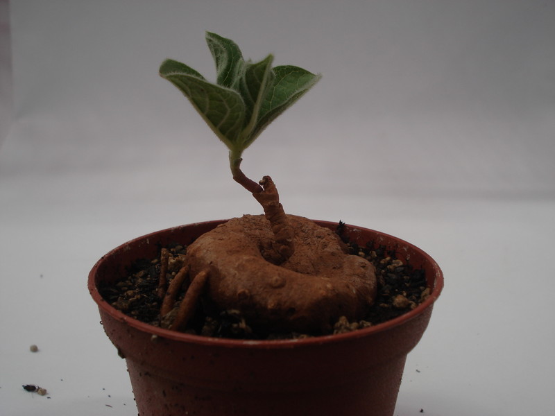 brachystelma maritae 6252