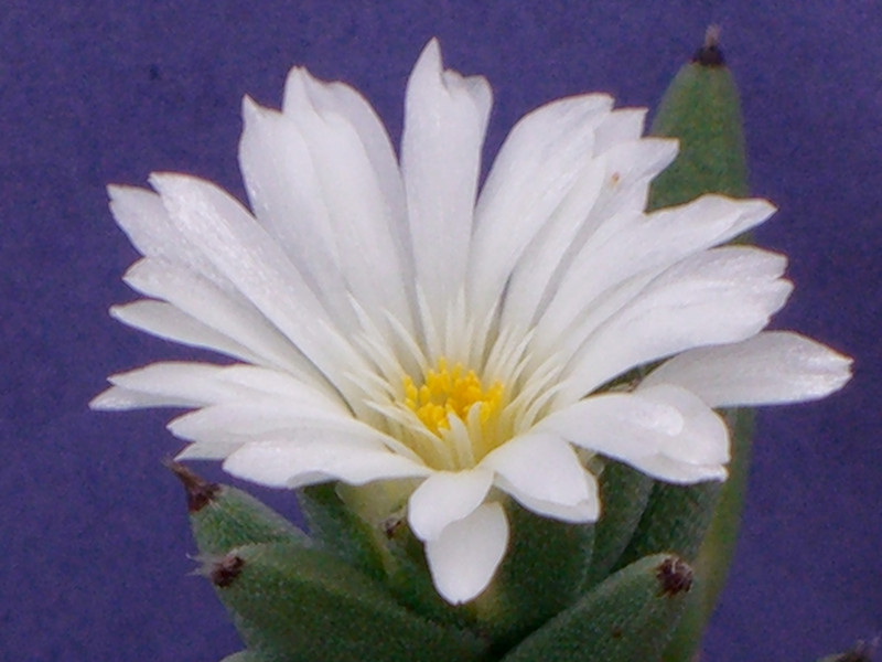 trichodiadema pillansii 2152