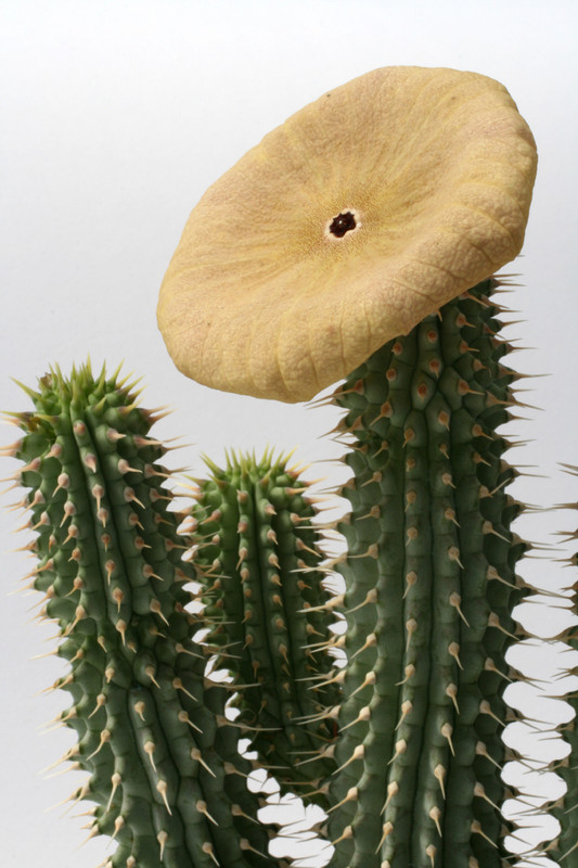 hoodia gordonii 6415