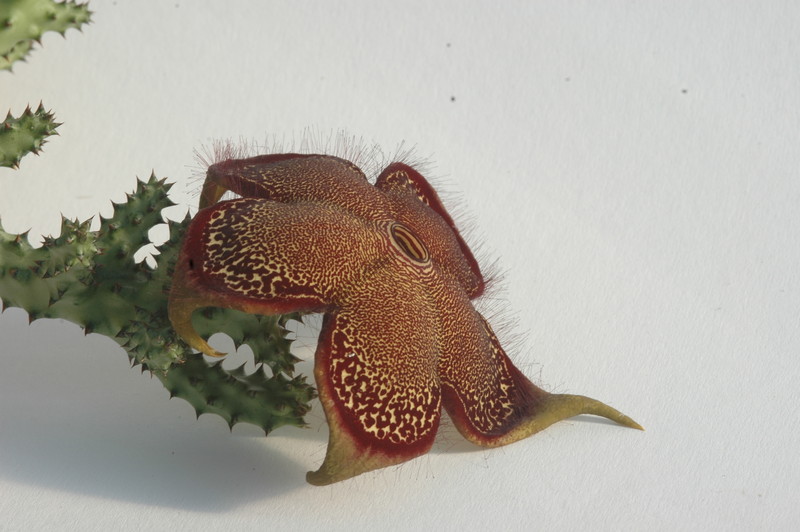 edithcolea grandis 1723