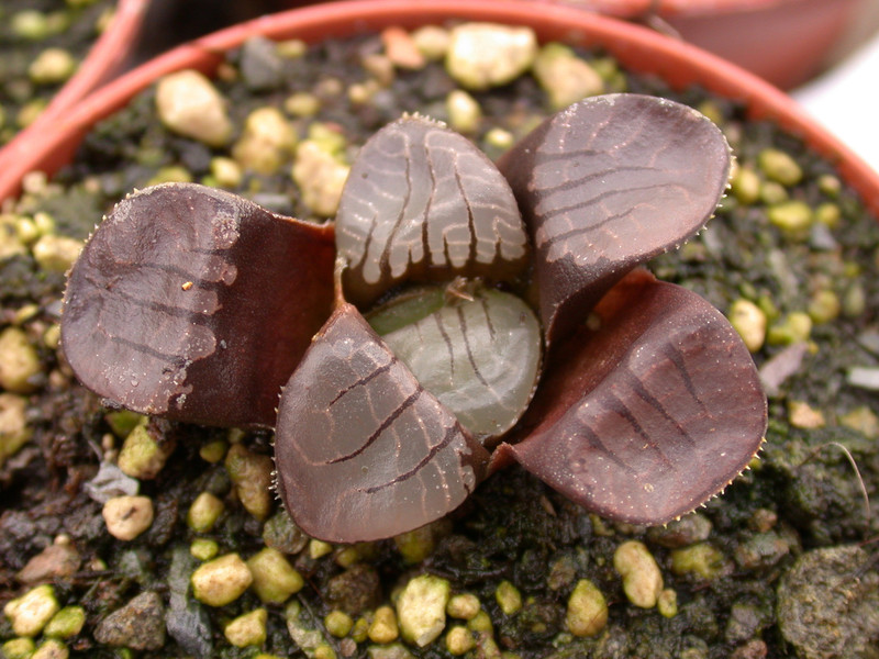 haworthia springbokvlakensis 03