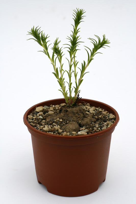 aellanthus subacaulis 9414