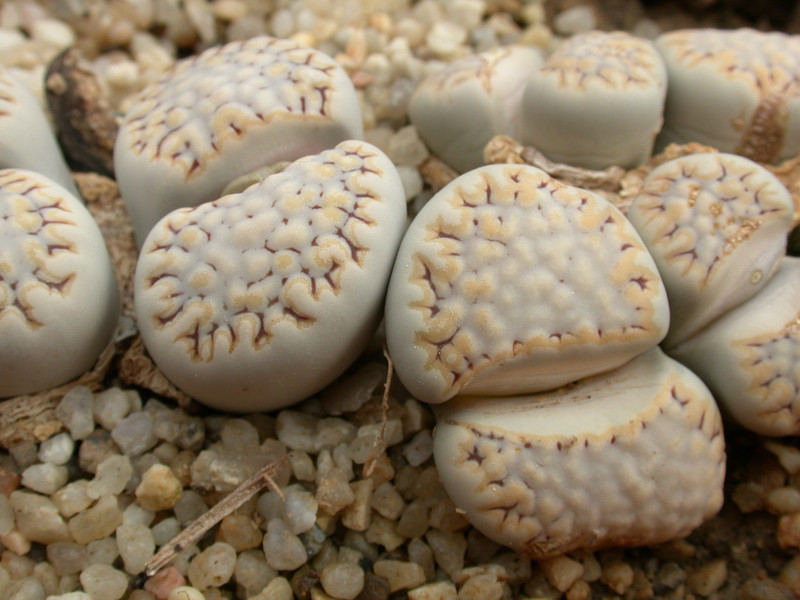 lithops julii fulleri rouxii c215 03