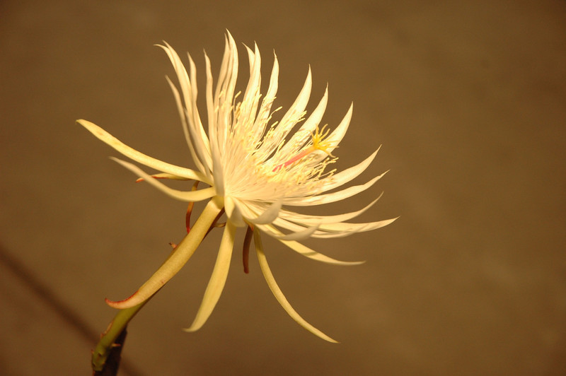 epiphyllum phyllanthus hookeri strictum 04