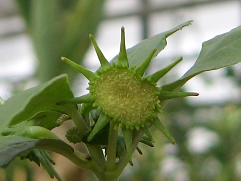 dorstenia carnuosa 1574