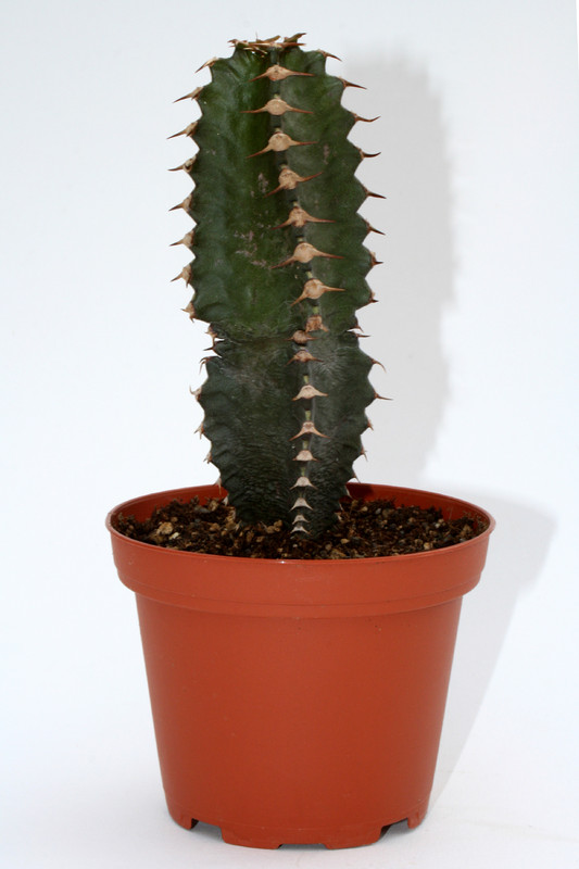 euphorbia canariensis 7271