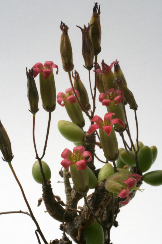 tylecodon x bleckiae 6416