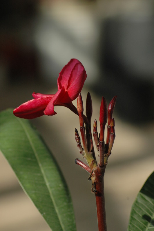 plumeria rot 718
