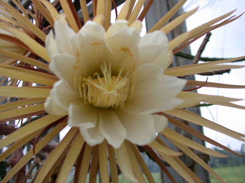 selenicereus grandiflorus 5471