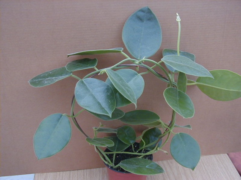hoya lauterbachii plant
