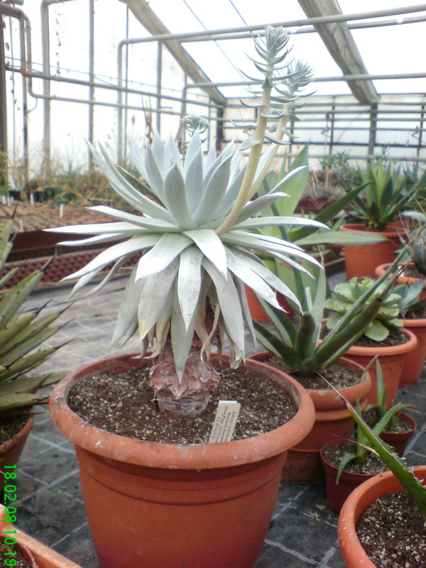 dudleya brittonii