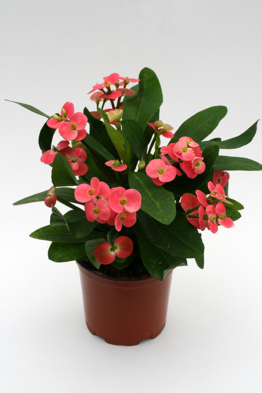 euphorbia milii pink cadillac 1171