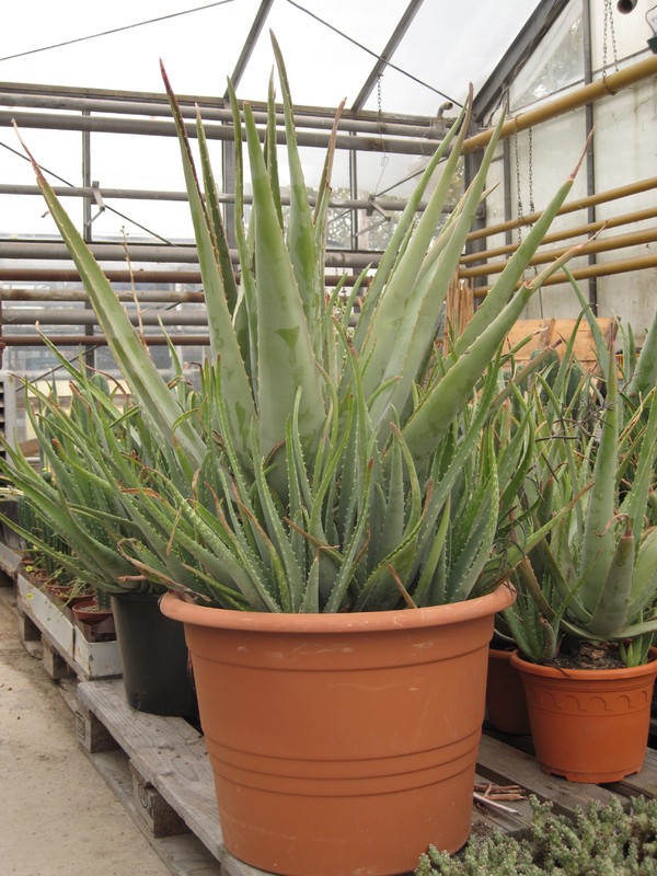 aloe vera 34