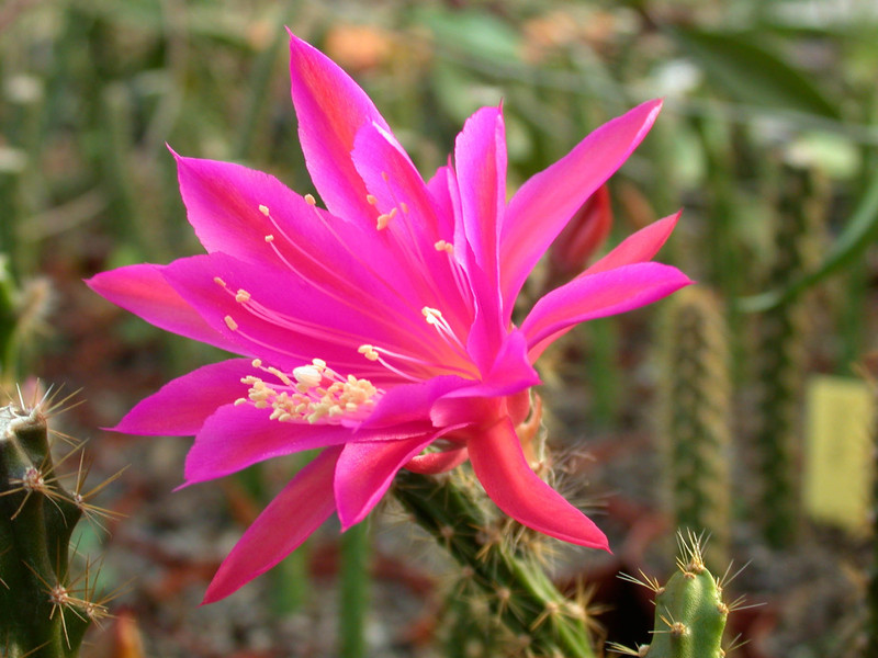 aporocactus susan01