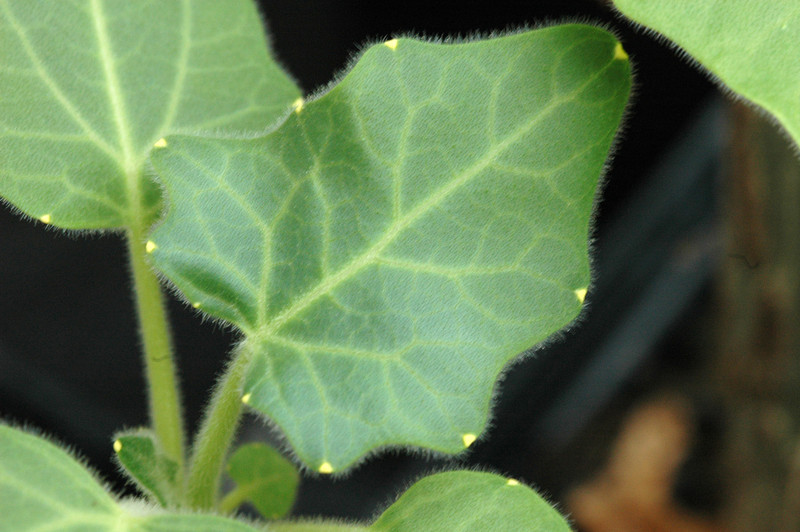 uncarina turicana 01