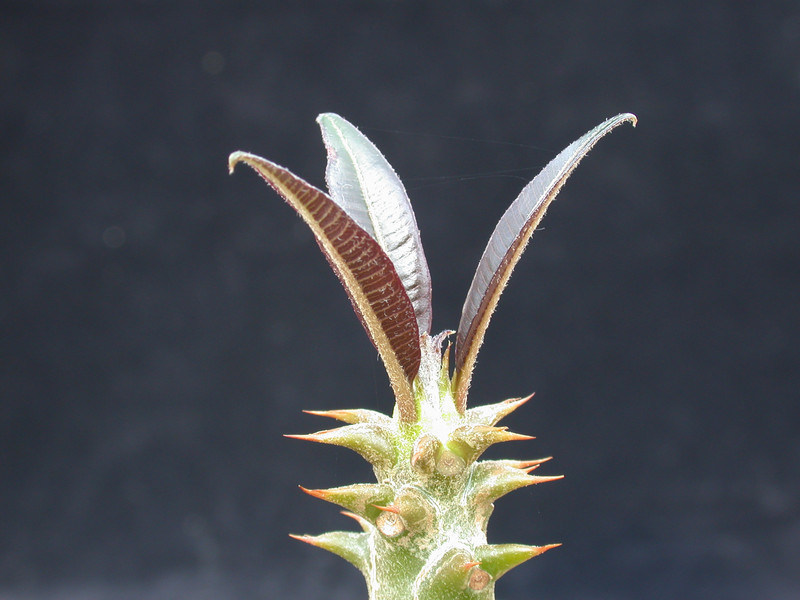 pachypodium baronii 02