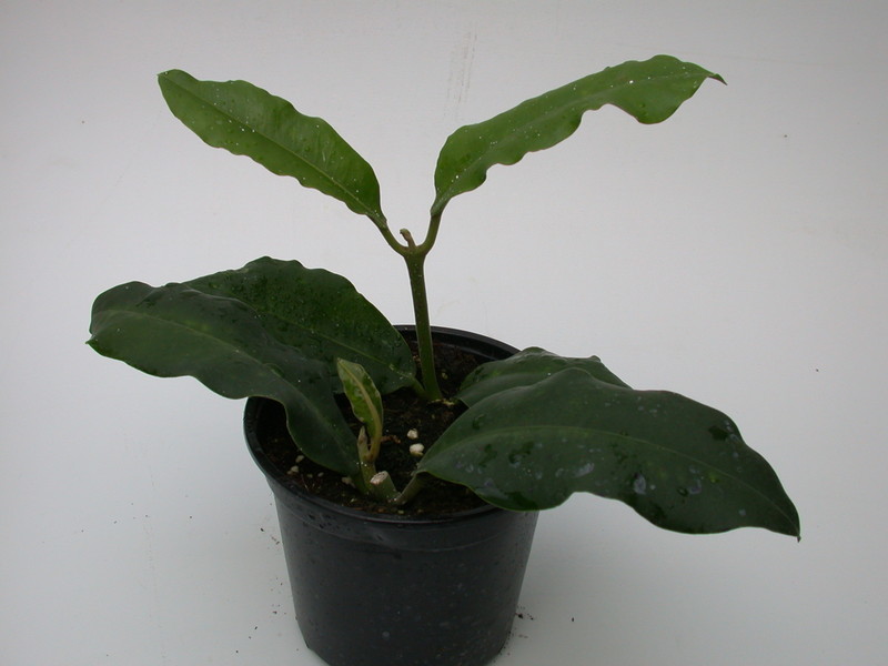 hoya imperialis 4008