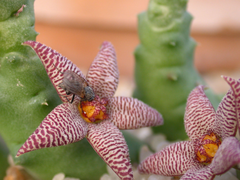 piaranthus barrydalensis 02