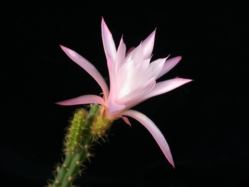 aporocactus nelly paetz 05