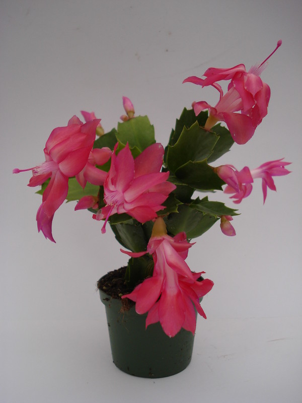 schlumbergera thor kiri 1571