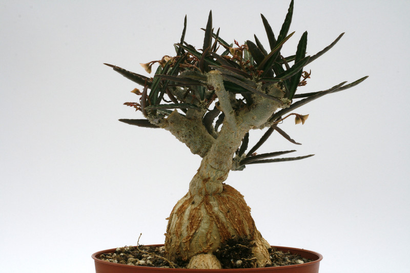 euphorbia waringiae 8559