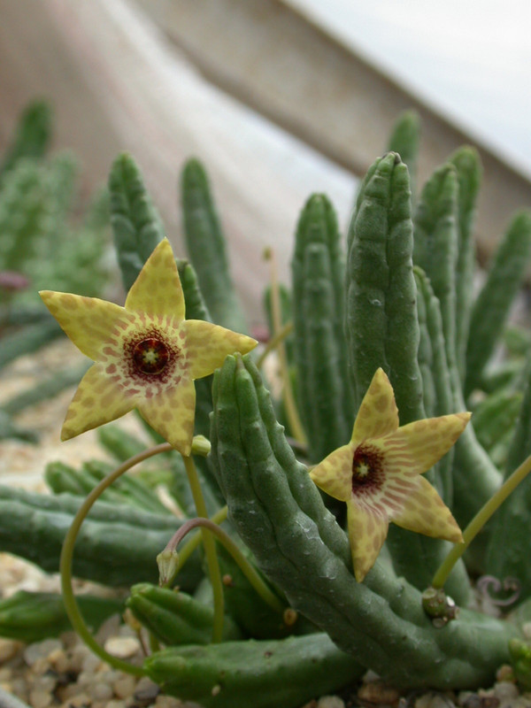 tromotriche umdausensis karoo 08