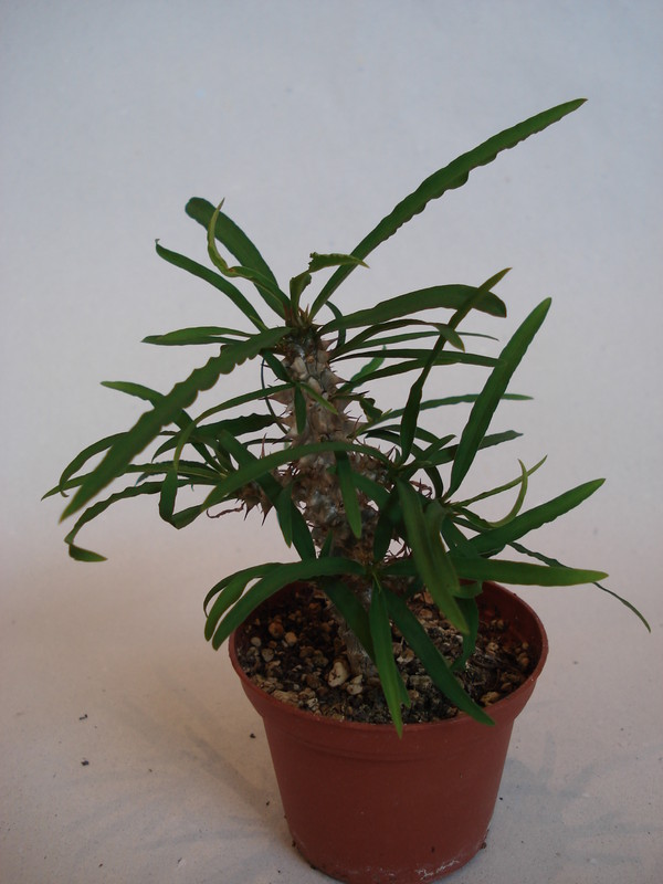 euphorbia genoudiana 73