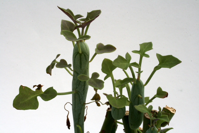 senecio articulatus 7558