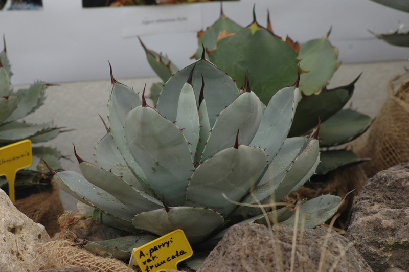 agave parryi truncata