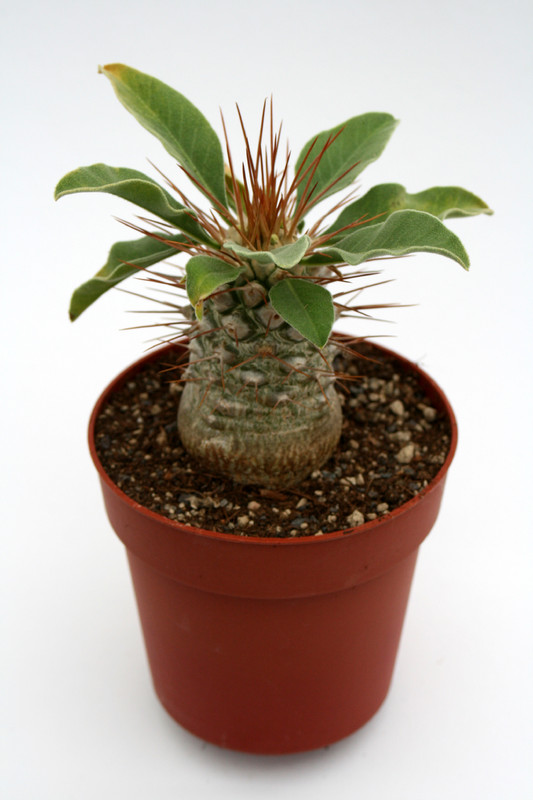 pachypodium namaquanum 6988