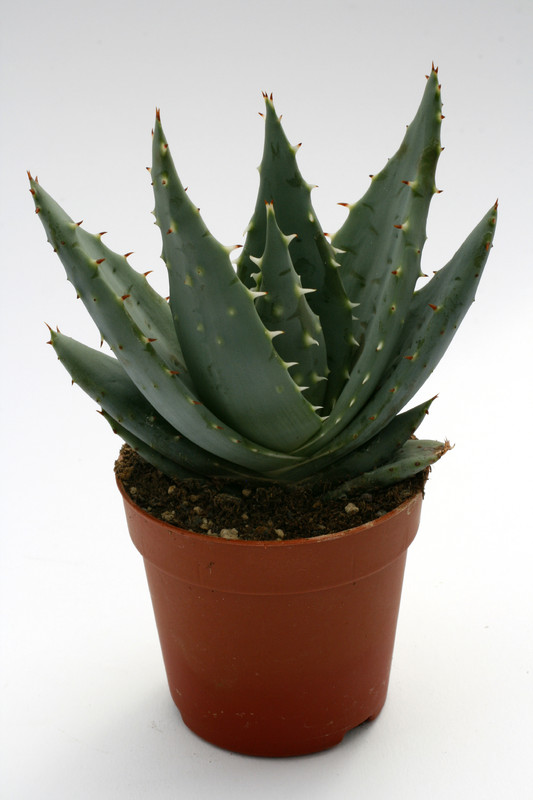 aloe peglerae 8823