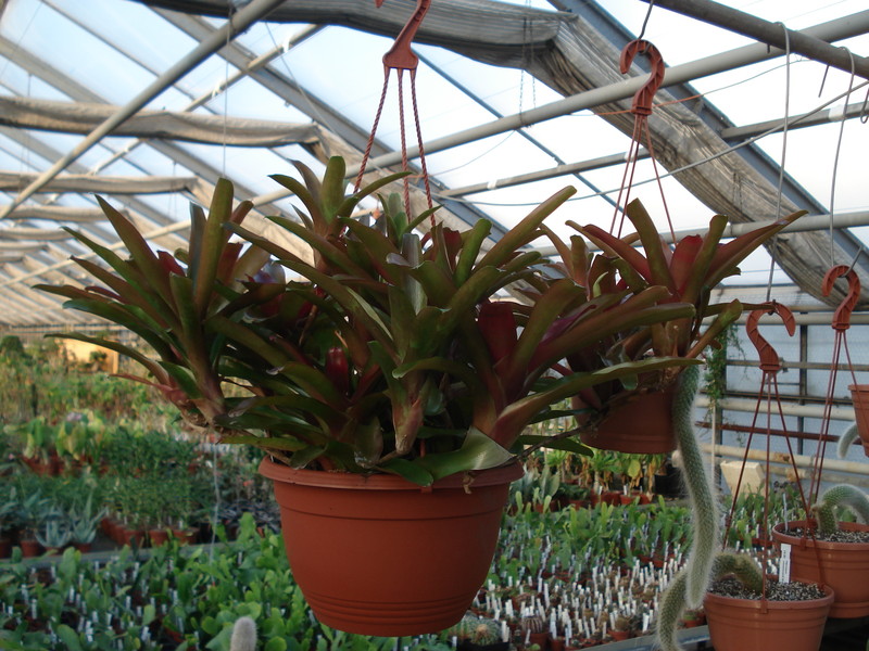 neoregelia schultesiana fireball 4590