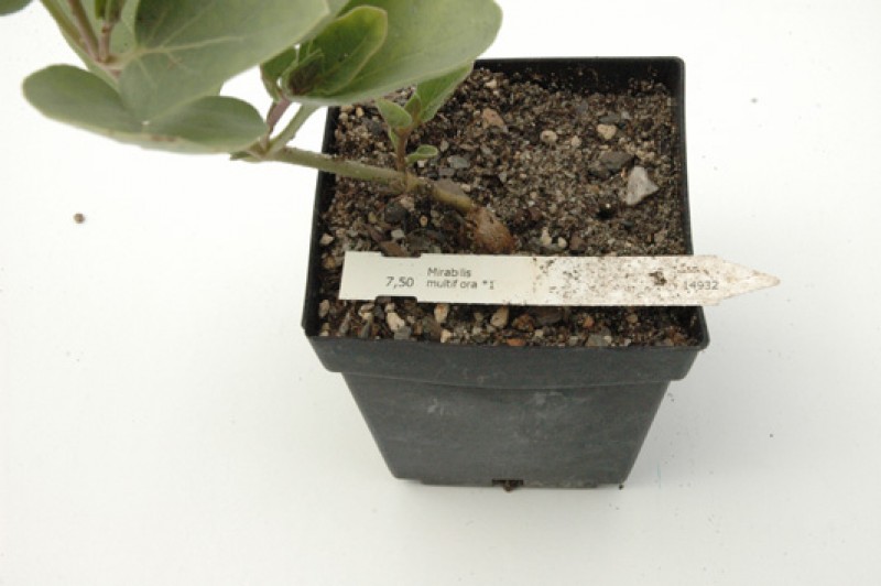 mirabilis multiflora 04