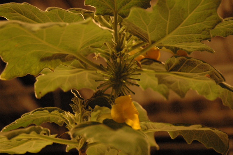 uncarina roeoesliana 5