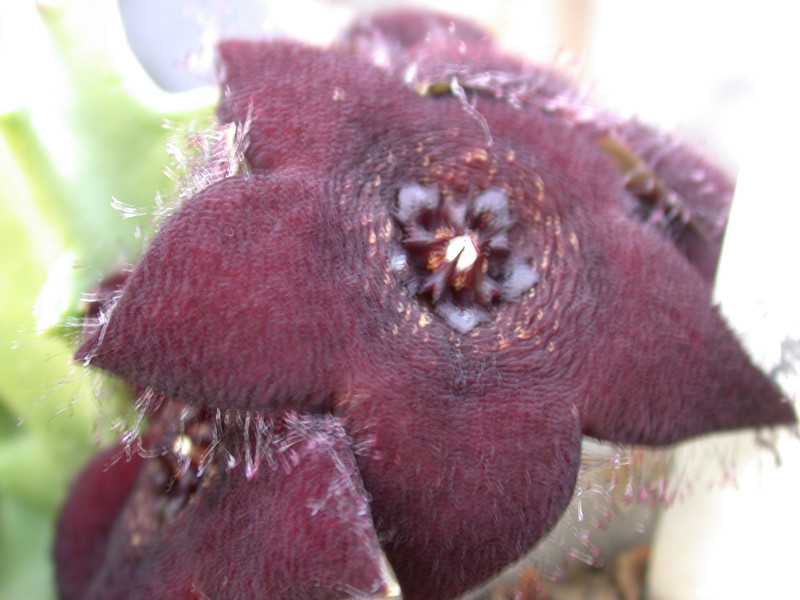 caralluma lutea 04