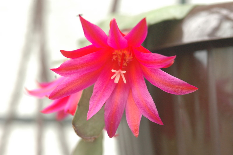 hatiora gaertneri tiburtii 9378rbi 576 9378
