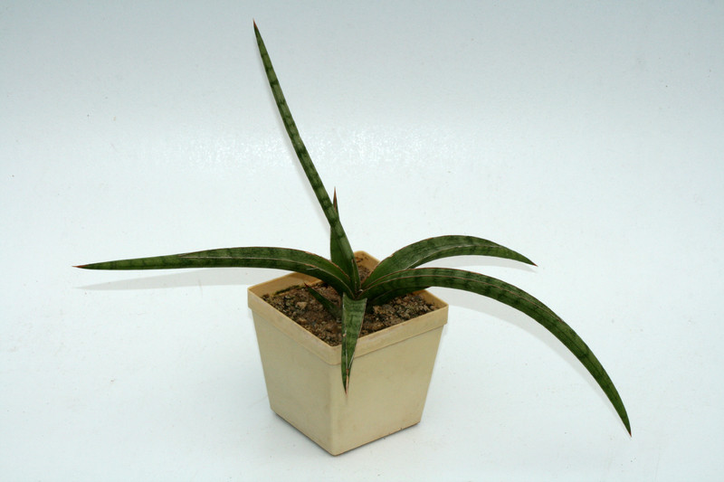 sansevieria gracilis 5712