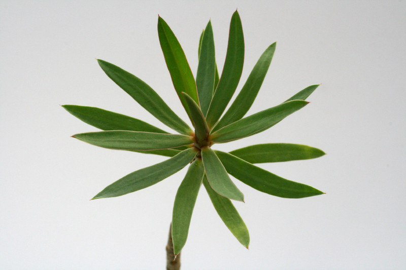 euphorbia balsamifera 0610