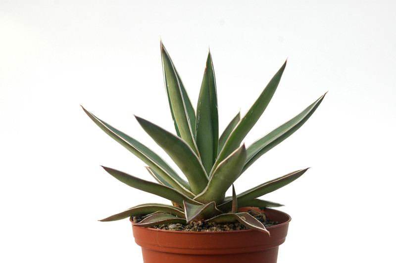 agave colimana 8520