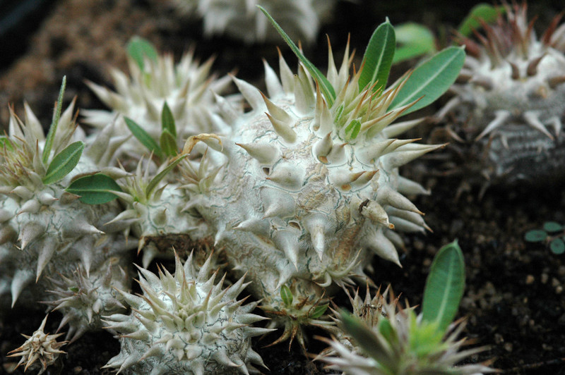 pachypodium eburneum mt ibity 03