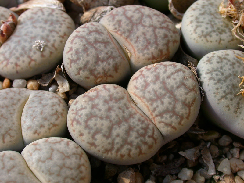 lithops pseudotruncatella alpina 05
