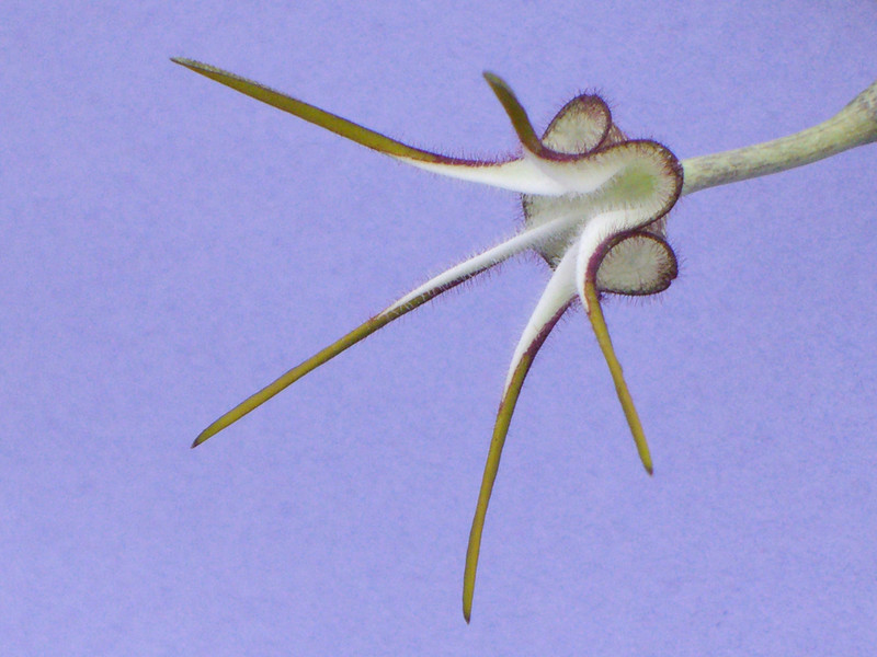 ceropegia stapeliiformis 2229