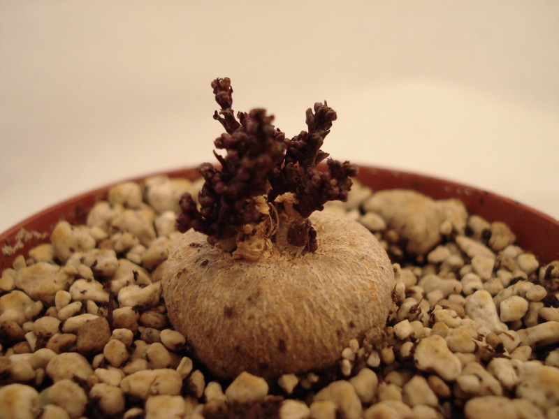 brachystelma caffrum 181