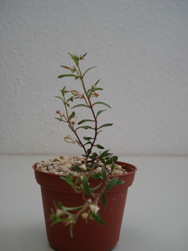 brachystelma angustum 40