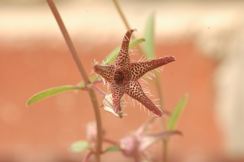brachystelma tuberosum 1414