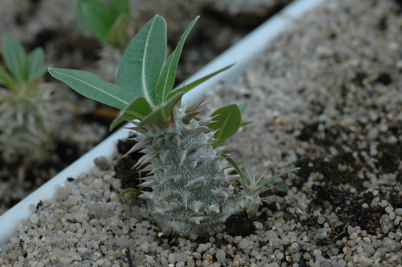 pachypodium eburneum mt ibity 174