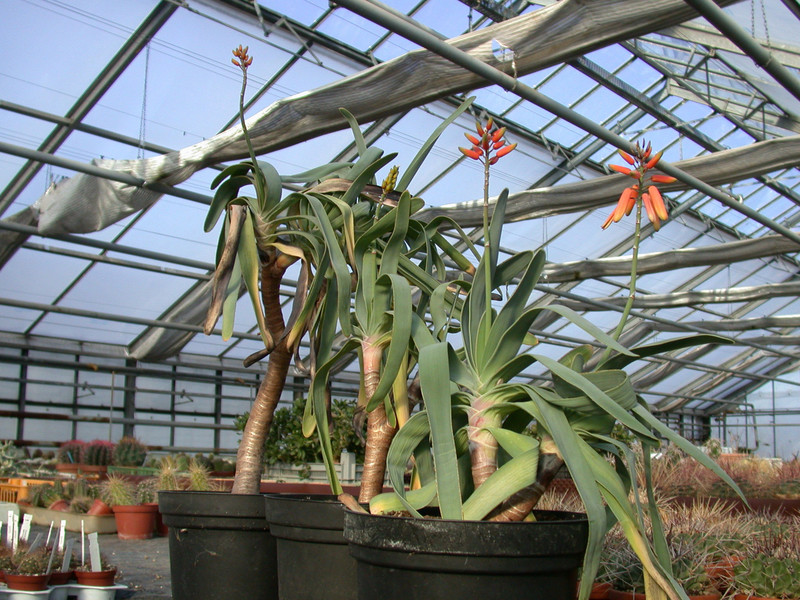 aloe plicatilis3