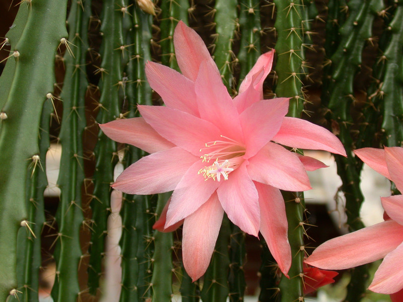 aporocactus wendy6