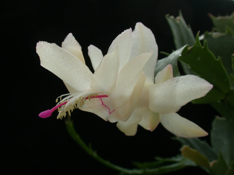 schlumbergera thor alec 02